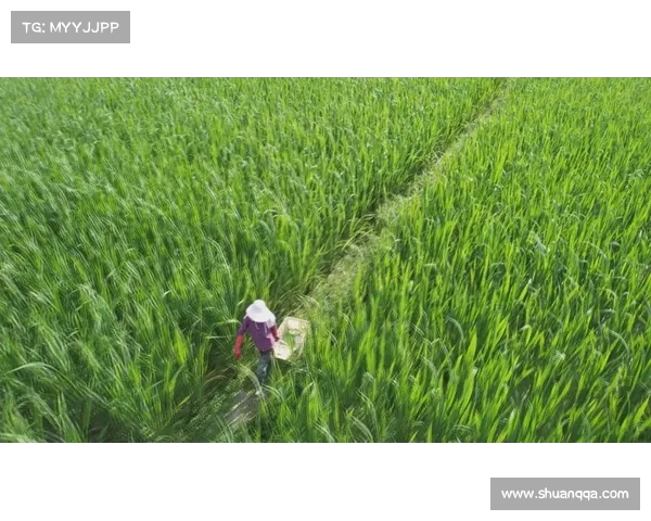 麦穗丰：绿军阵容深度成关键 优势明显独行侠难以应对(麦穗百科)